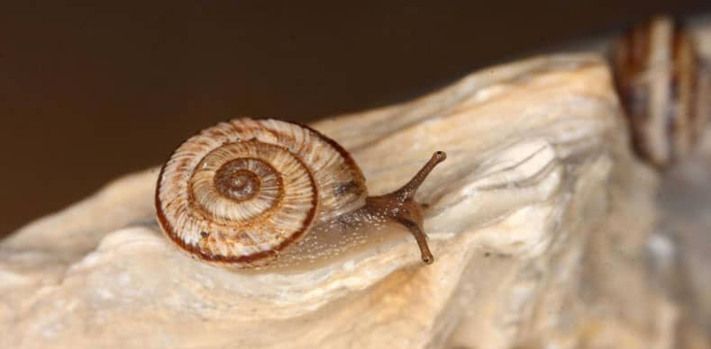 Snail infestation puts breaks on Mercedes Imports