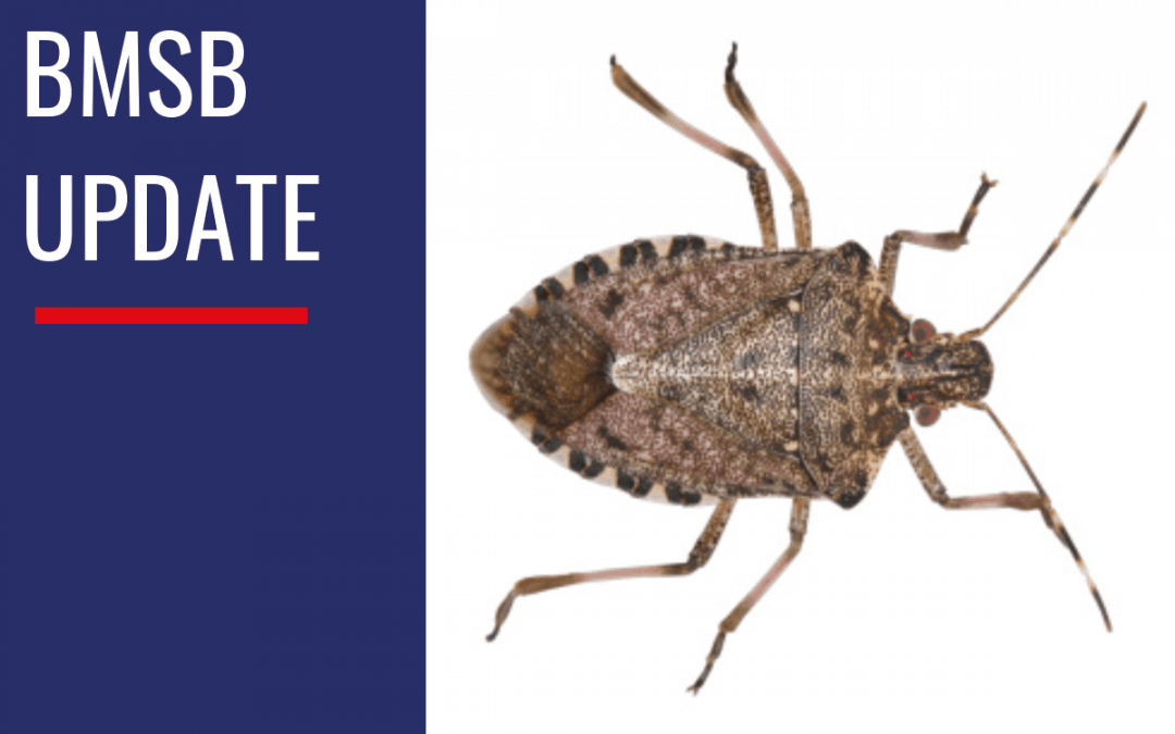 BMSB Update — ahead of risk season