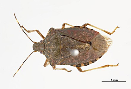 Seasonal measures for the Brown Marmorated Stink Bug Announced