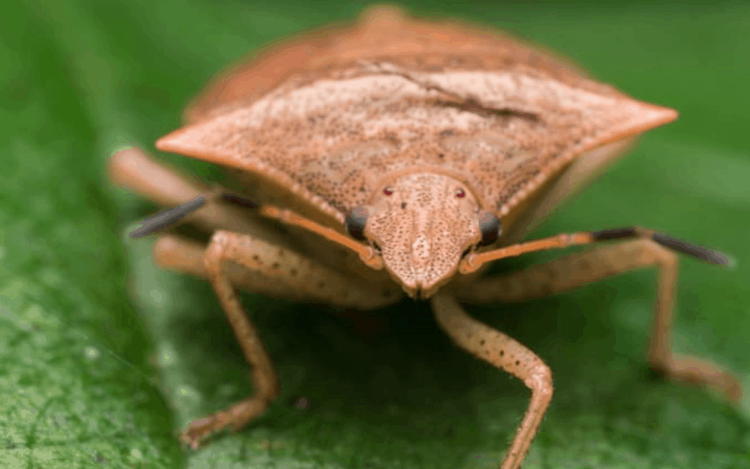 BMSB (Brown Marmorated stink bug) Announcement for Season 20/21