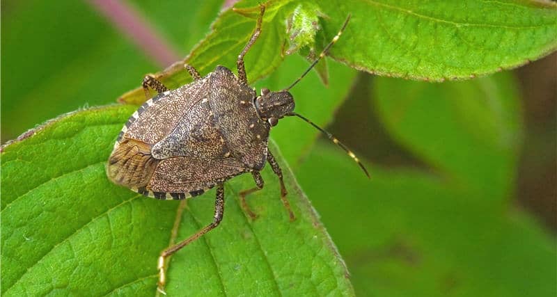 Brown Marmorated Stink Bug – Risk Season Update